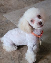 Neutered toy poodle male
