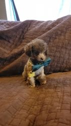 Male Toy Poodle