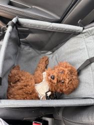 Red Male Toy Poodle