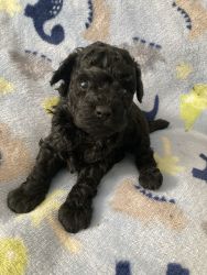 3 BEAUTIFUL TOY POODLE PUPPIES