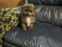 Gorgeous Toy Poodle male