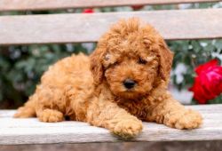 Ready to go poodle toy puppies for sale