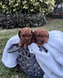 Gorgeous Red Toy Poodles
