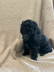 Toy Poodle pupppies