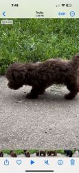 CKC registered Toy Poodle Puppies