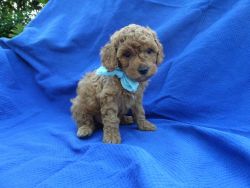 Adorable Red Toy Poodle Puppies