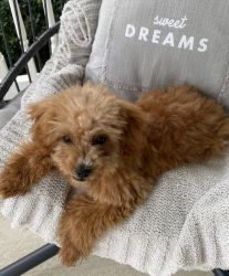 Male toy poodle