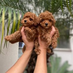 Healthy toy poodle puppies
