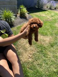 Red Male Toy Poodle For Sale