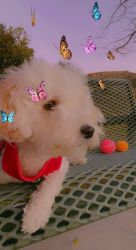 Sky toy poodle 2 years old