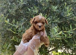 Toy Poodle Puppies