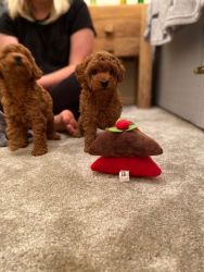 Joyful Toy Poodle Puppies For Sale