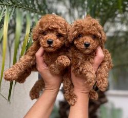 Charming toy poodle puppies