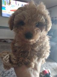 Male Toy poodle