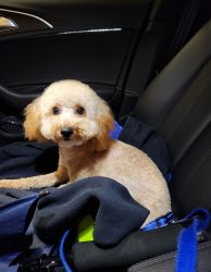 Toy Poodle for Sell