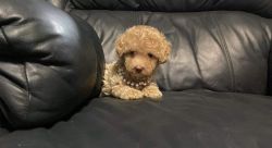 Toy Poodle males