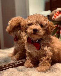 Gorgeous Toy Poodle Puppies Available.