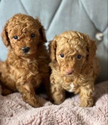 Toy Poodle ready now