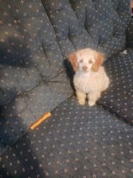 Home raised well behaved toy poodles
