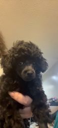 AKC Toy Poodle pups black Mails & Females