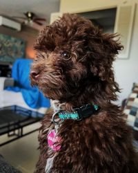 Female Toy Poodle Brown