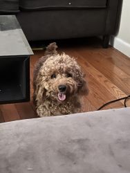 Toy poodle rehoming