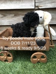 Sweet little Toy Poodle