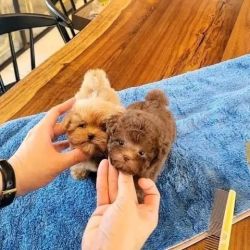 TWO GORGEOUS TEACUP POODLE PUPPIES FOR ADOPTION