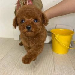 EXCELLENT TEACUP POODLE PUPPIES FOR READY FOR NEW HOMES