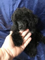 Little Male Toy Poodle