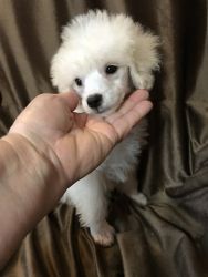 Beautiful Male Toy Poodle