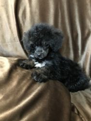 Toy poodle Male