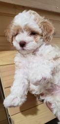 Cute toy poodle puppy