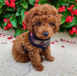Super Toy Poodle Puppies For Sale