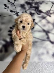 Rehoming Toy Poodle puppies