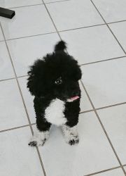 Toy Poodle Black and White