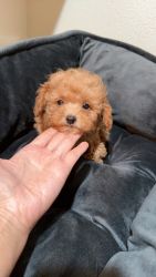 Toy Poodle red male puppy paper shots