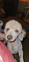 Male 2 year old toy poodle