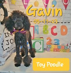 Gavin a male Toy Poodle