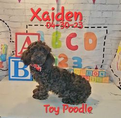 Xaiden a male Toy Poodle