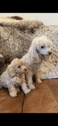 Toy poodle little girl ready now
