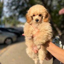 Male Toy poodle Biscuit