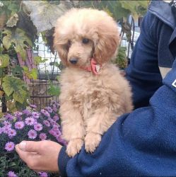 Female Toy poodle Coco