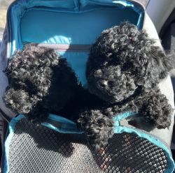 Toy poodles ready to go