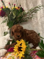 Purebred Red Toy Poodle