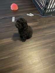 Lovable Toy Poodle