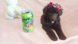 Toy poodle Very Tiny girl 6lb last one