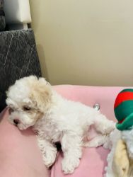 Coco 3 lb Toy Poodle