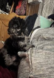 Merle Male Toy Poodle for sale