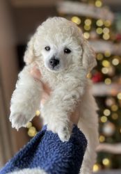 Toy poodle male